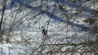 一只漂亮的牛翅坐在树上，吃树枝上的芽。 冬天没有树叶和雪的木头。 冬季
